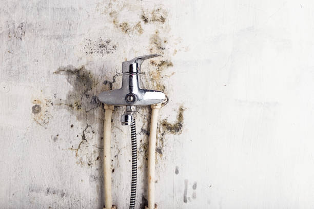 Best Mold Testing and Removal  in Westway, TX