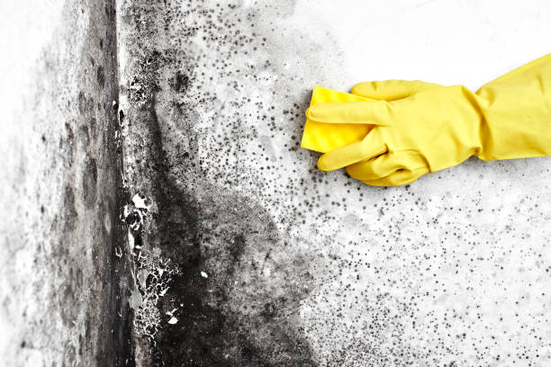 Best Toxic Mold Removal  in Westway, TX