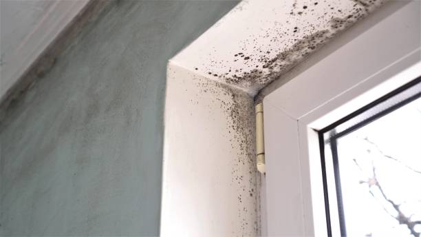 Office Mold Removal Services in Westway, TX