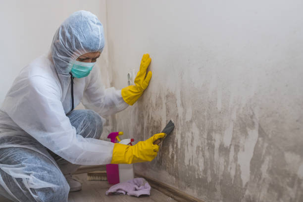 Best Fast Mold Removal  in Westway, TX