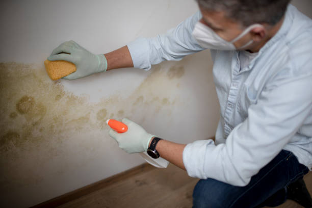 Best Certified Mold Removal  in Westway, TX