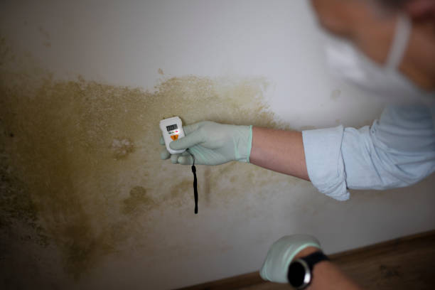 Best Affordable Mold Removal  in Westway, TX
