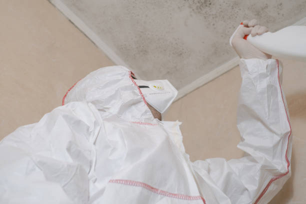 Best Commercial Mold Removal  in Westway, TX