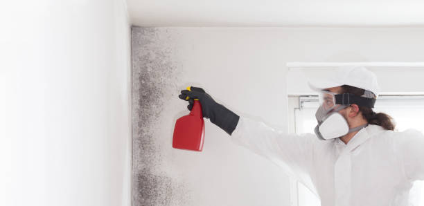 Best Same-Day Mold Removal  in Westway, TX