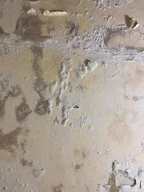 Best Attic Mold Removal  in Westway, TX