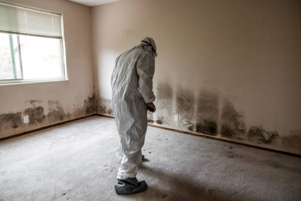 Best Mold Testing  in Westway, TX