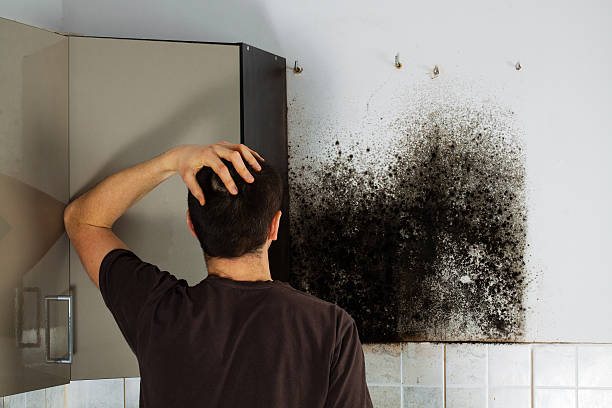 Trusted Westway, TX Mold Removal Experts