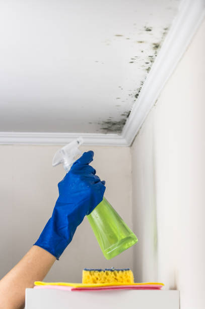 Best Fast Mold Removal  in Westway, TX