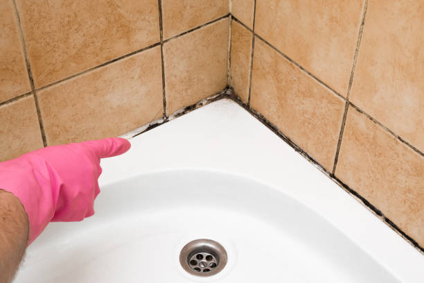 Best Crawl Space Mold Removal  in Westway, TX